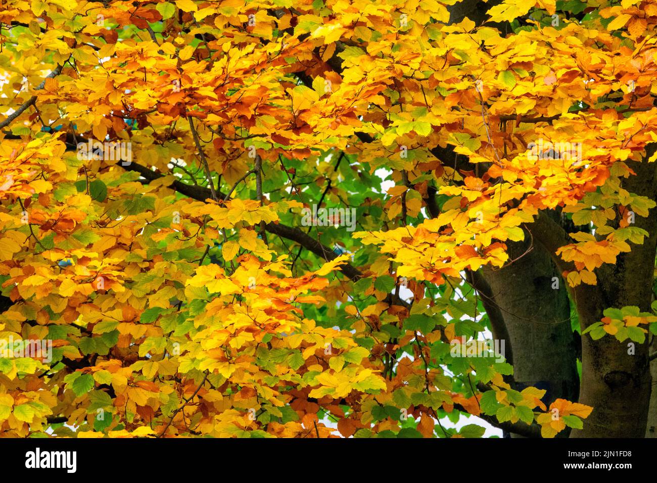 Herbstlaub in Villach, Österreich Stockfoto