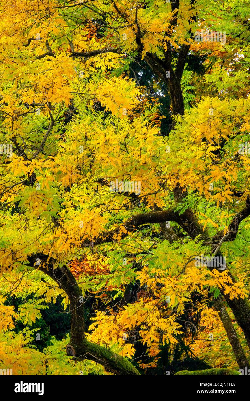 Herbstlaub in Villach, Österreich Stockfoto