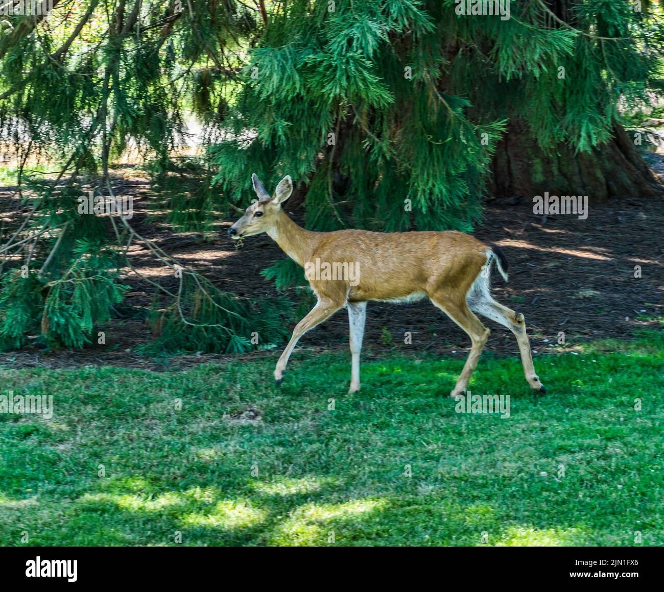 Ein Hirsch-Spaziergang am Point Defiance Park in Tacoma, Washington. Stockfoto