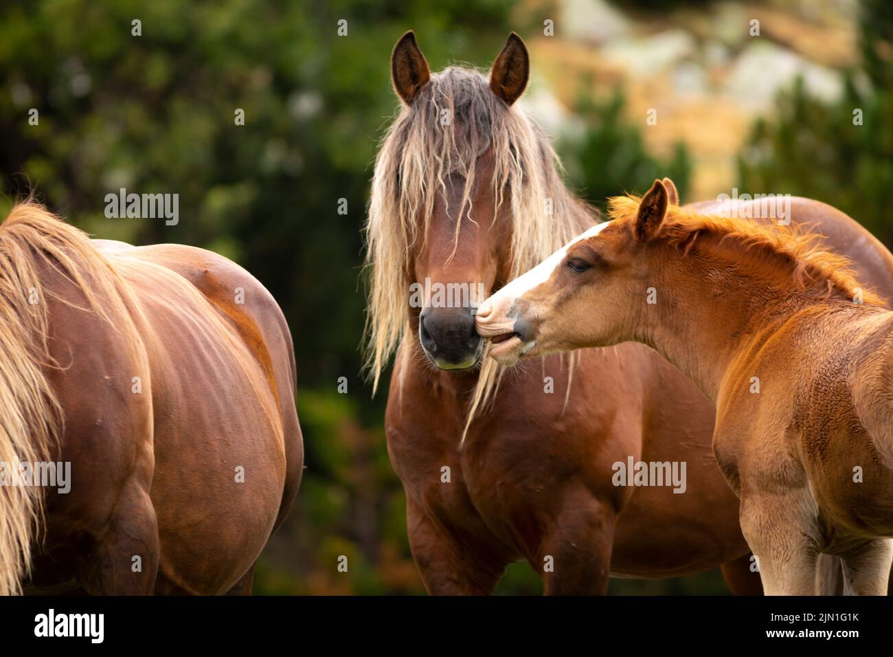 Das junge Fohlen berührt seinen Vater (Hengst) mit dem Mund. (Equus ferus caballus). Sommer, Pyrenäen. Cavall Pirinenc Català (Katalanisches Pyrenäenpferd) Stockfoto