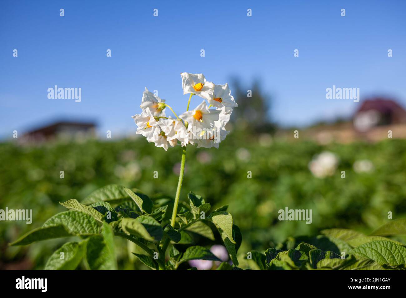 Blühende Kartoffel. Kartoffel Blumen blühen im Sonnenlicht in Pflanze wachsen. Weiß blühenden Kartoffel Blume auf dem Feld. Close up Bio Gemüse Blumen blo Stockfoto