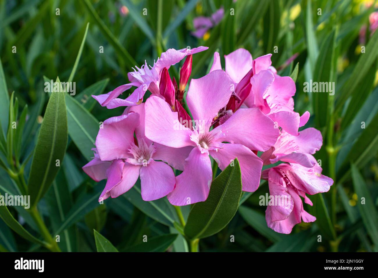 Oleander. Rosa schöne und zarte Blüten. Stockfoto