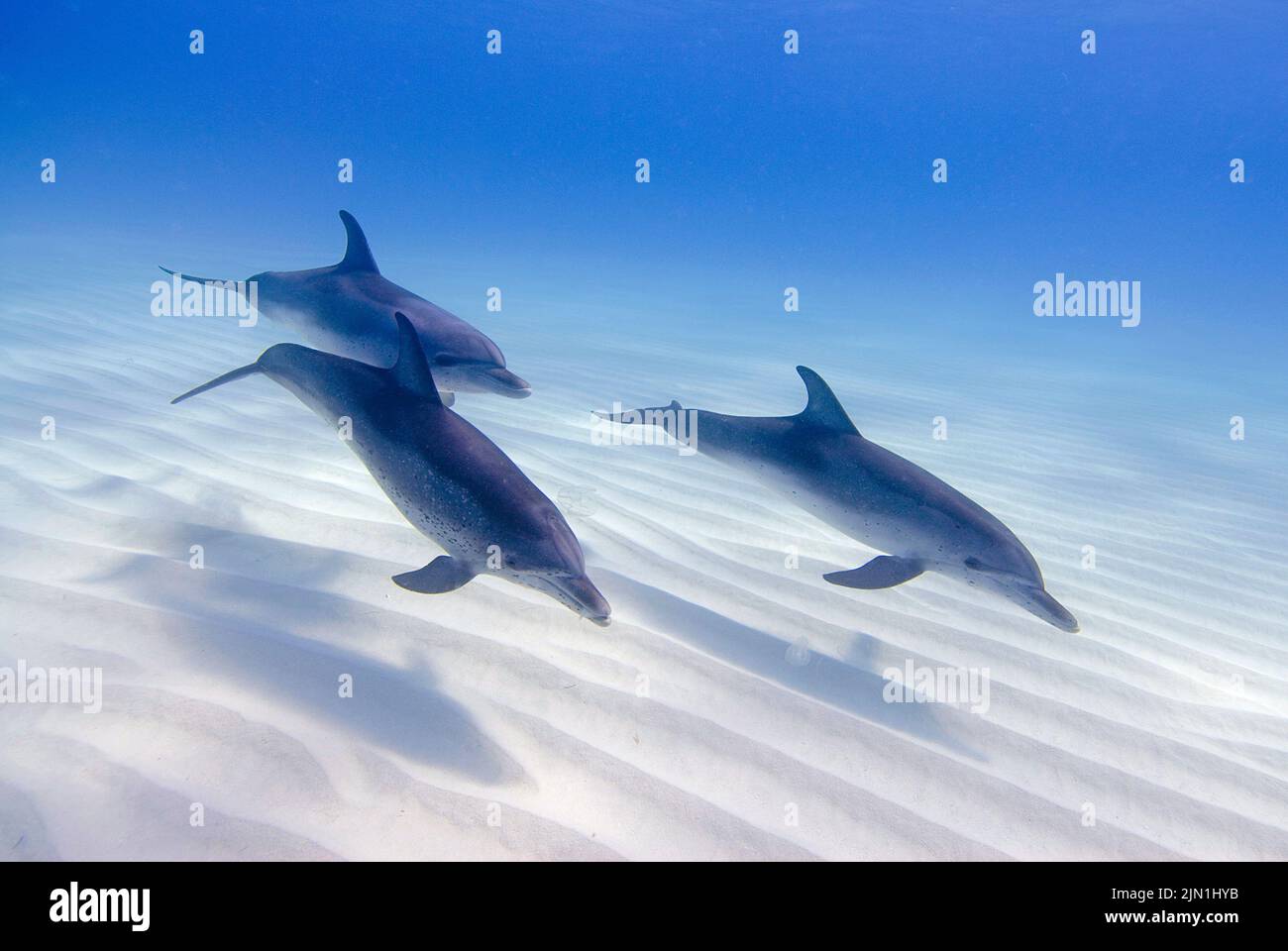 Atlantische Delfine (Stenella frontalis), Grand Bahama, Bahamas, Karibik Stockfoto