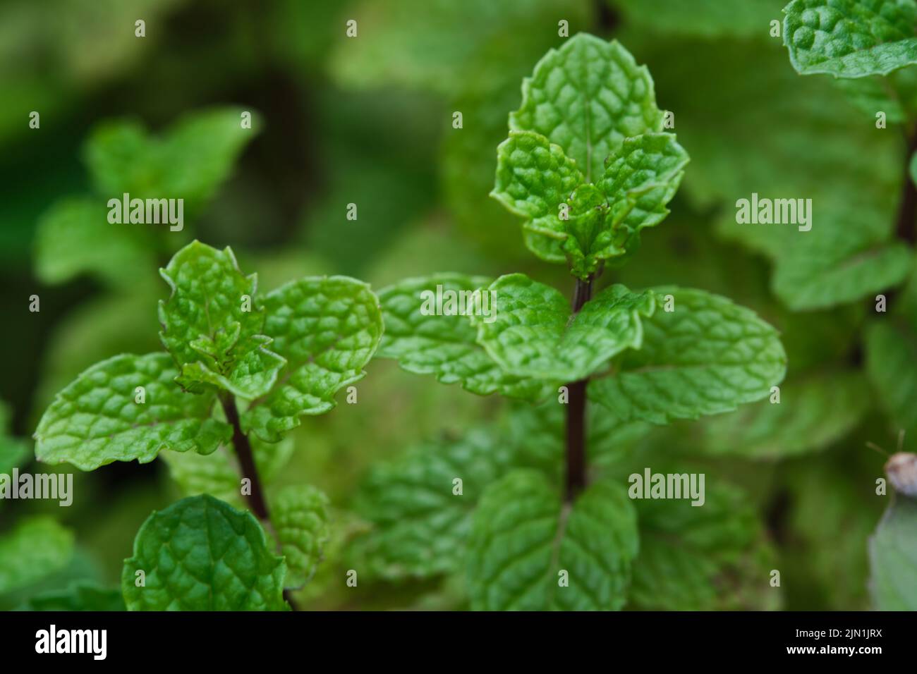 Gartenminze, Speerminze, Bush-Minze, Menthol-Minze im Gartenbeet wachsen Minzpflanzen im Gemüsegarten. Stockfoto