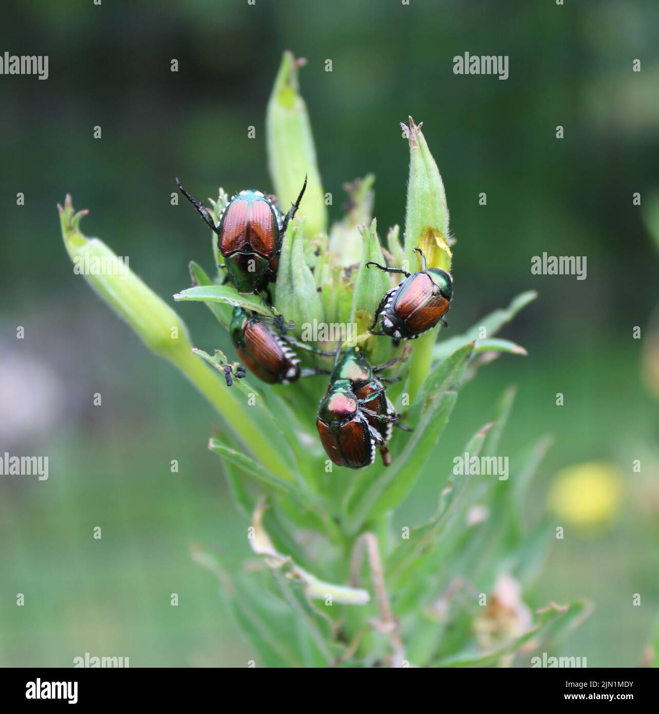 Japanische Käfer auf einer Nachtkerzenpflanze Stockfoto