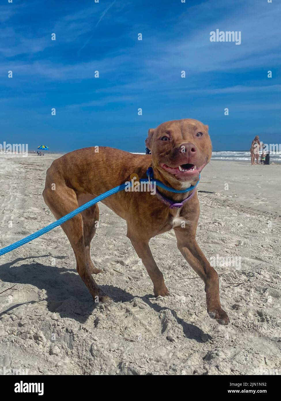 Ein glücklicher amerikanischer Pit Bull Terrier mit einer blauen Leine an einem Sandstrand Stockfoto