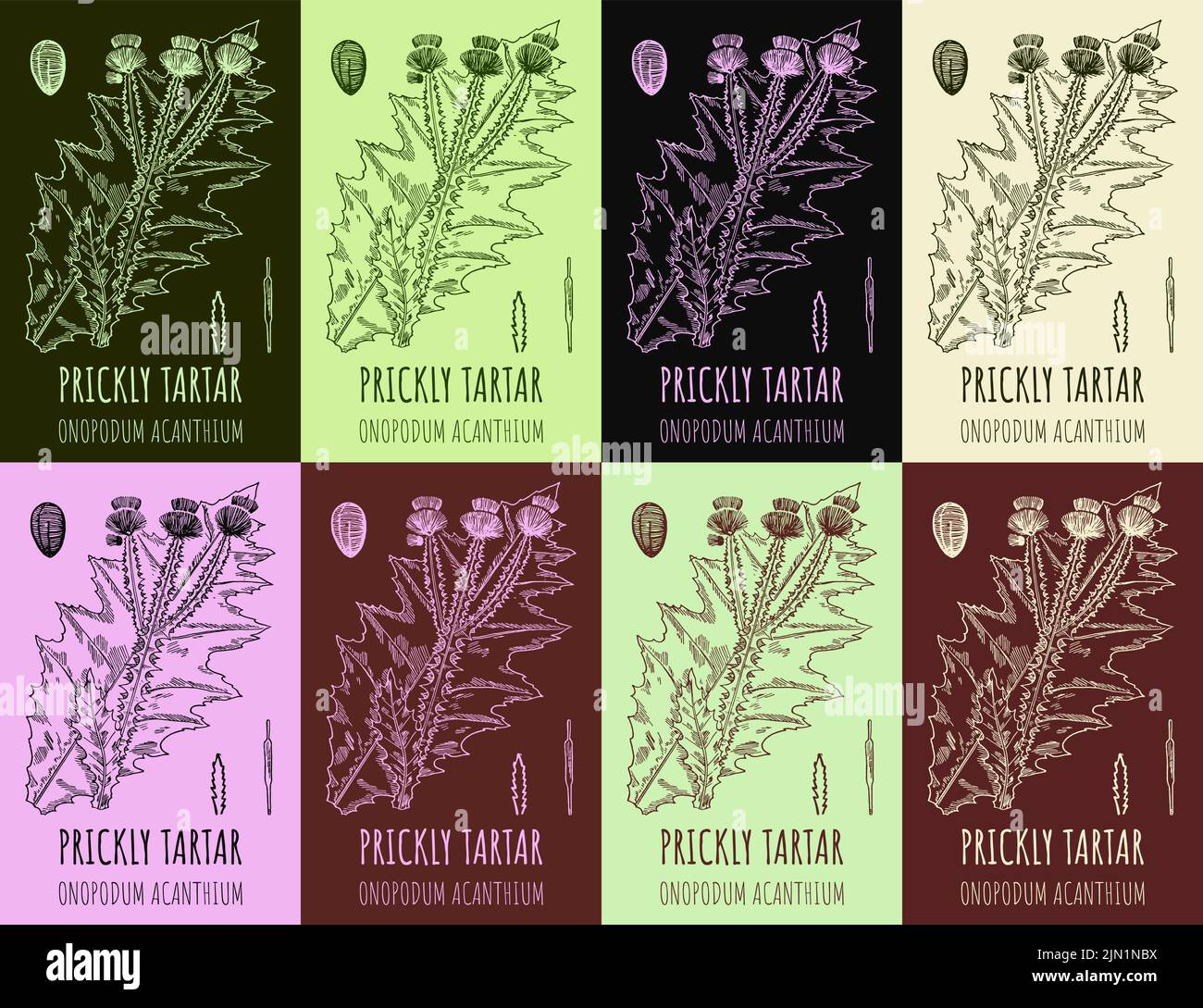Set aus Klette-Onopordum-Acanthium in verschiedenen Farbkompositionen. Pharmazeutische Wildpflanze STACHELIGEN ZAHNSTEIN von Hand gezeichnet. Illustration von Retro Klette. Stock Vektor