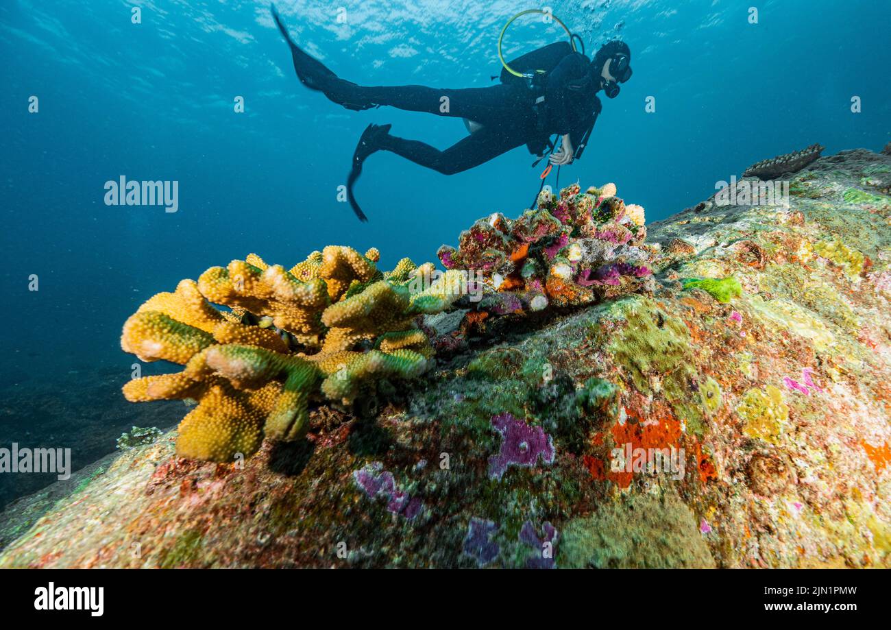 Ein Unterwasserfischer, der Korallen in den tropischen Gewässern der Andamanensee erforscht Stockfoto