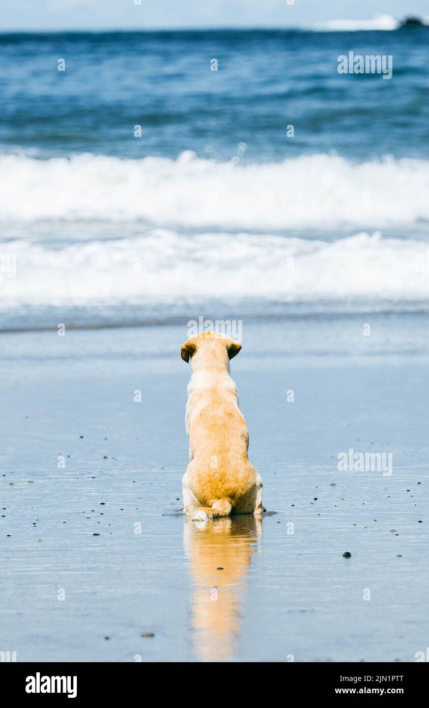 goldener Hund am Strand mit Blick auf das Meer Stockfoto