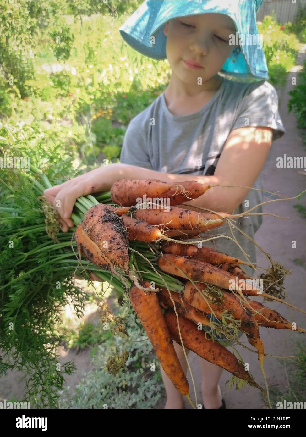 Frisch geerntete Karotten in den Händen eines Mädchens im Garten Stockfoto