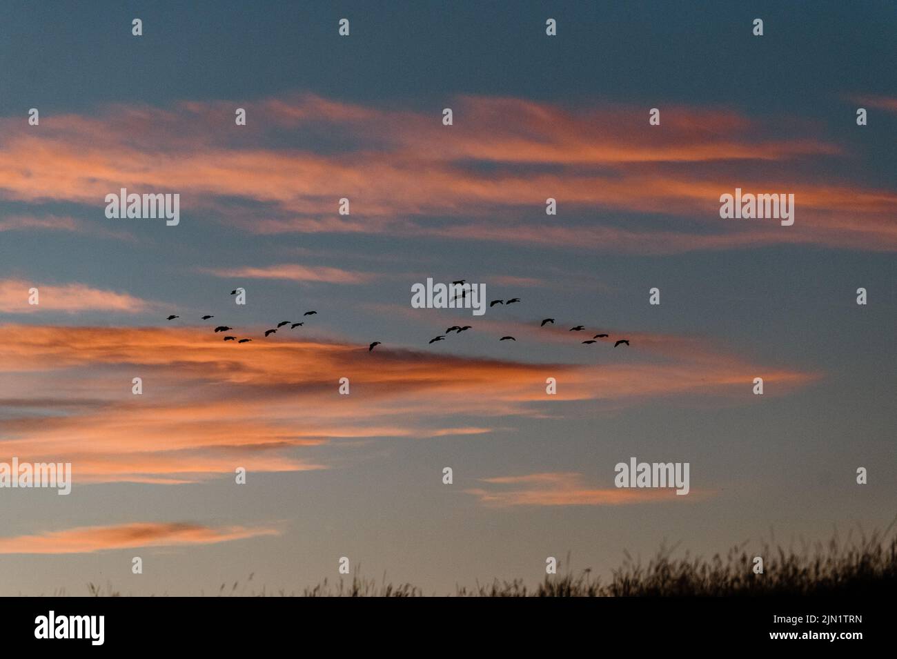 Enten fliegen im Hayden Valley bei Sonnenuntergang Stockfoto