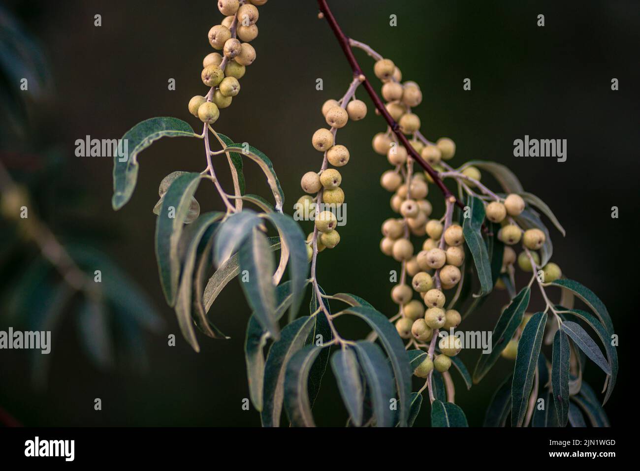 Russische Olivenfrüchte auf den Zweigen. Elaeagnus Angustifolia Baum des Paradieses Sonnenuntergang Stockfoto