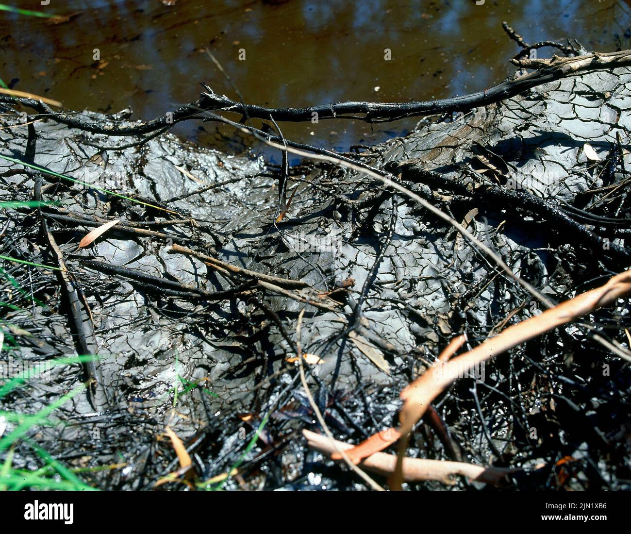 CIENO DE UNA CHARCA. Lage: AUSSEN. Linares. JAEN. SPANIEN. Stockfoto
