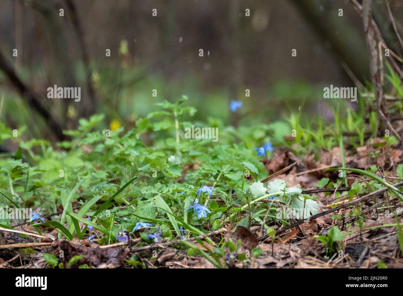 Blühender, hübscher grüner Rasen aus blauer Scilla bifolia (alpiner Tintenschisch, zweiblättriger Tintenschisch) in Regentropfen aus nächster Nähe. Frühlingsblumen blühen im wilden Wald mit Stockfoto