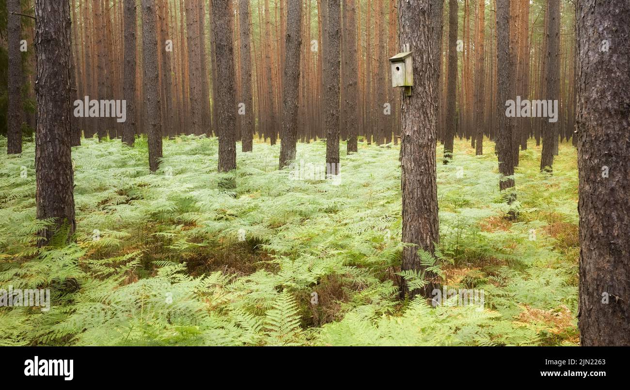 Vogelhaus auf einem Baum in einem Wald, selektiver Fokus. Stockfoto