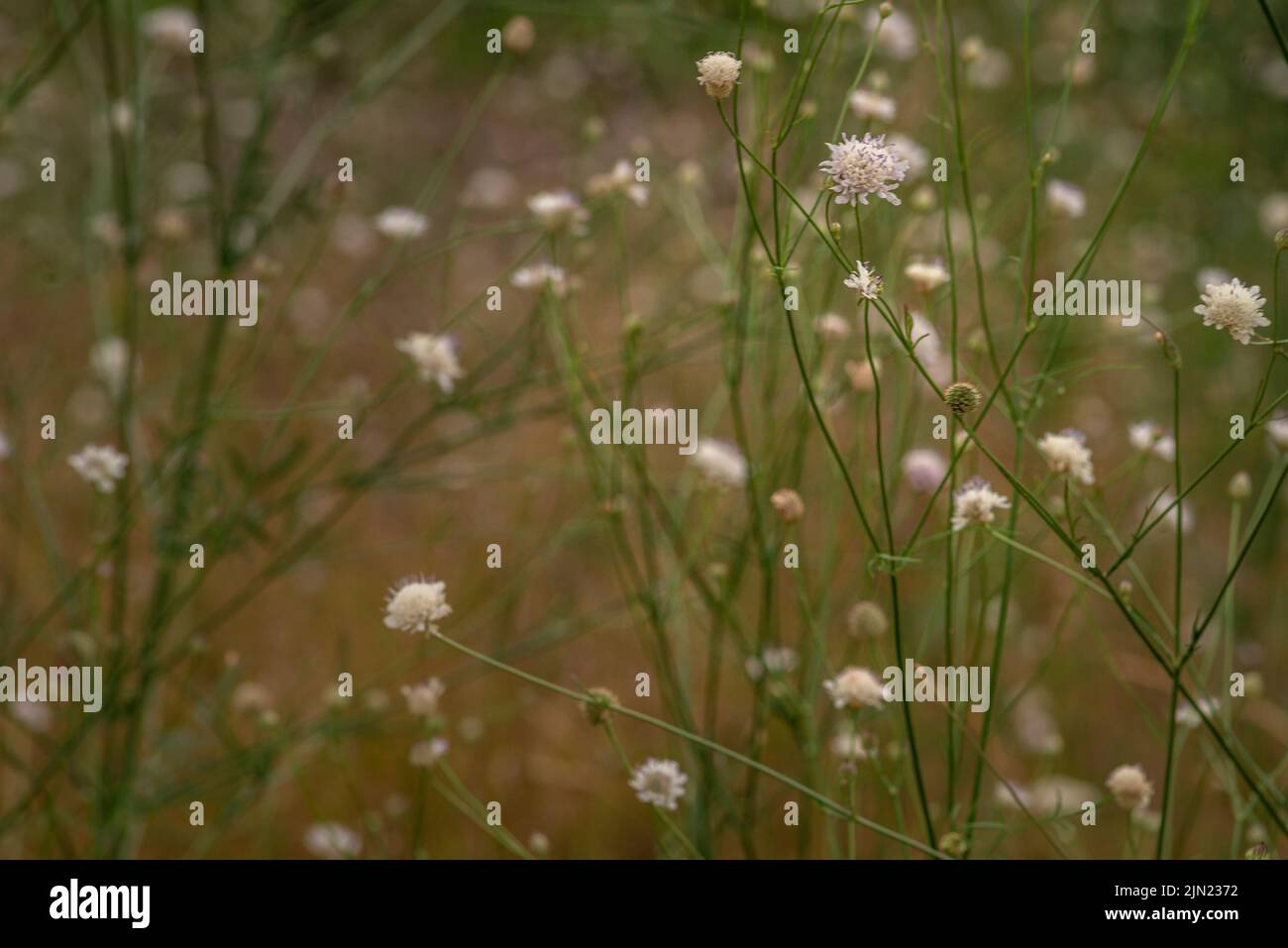 Weiße Cephalaria leucantha, Wiese. Morgen Sonnenlicht Sonnenaufgang Wilde Blumen und Pflanzen Sonnenuntergang, Herbst Feld Sonnenuntergang Hintergrund Tapete Buschgras Riese Stockfoto