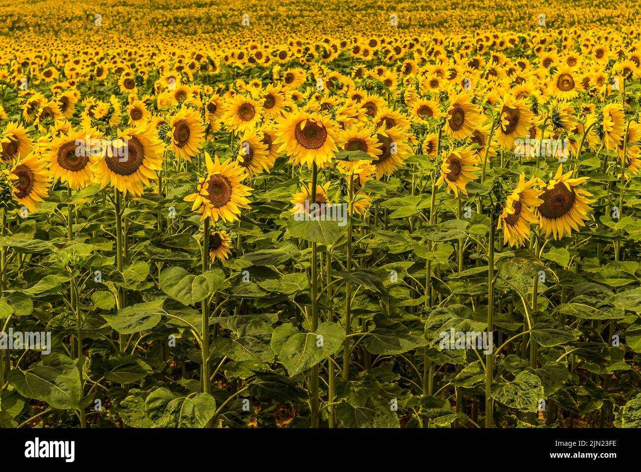 Ein Sonnenblumenfeld aus Boussac - Boussac ist eine Gemeinde im Département Creuse in der Region Nouvelle-Aquitaine in Zentralfrankreich. Stockfoto