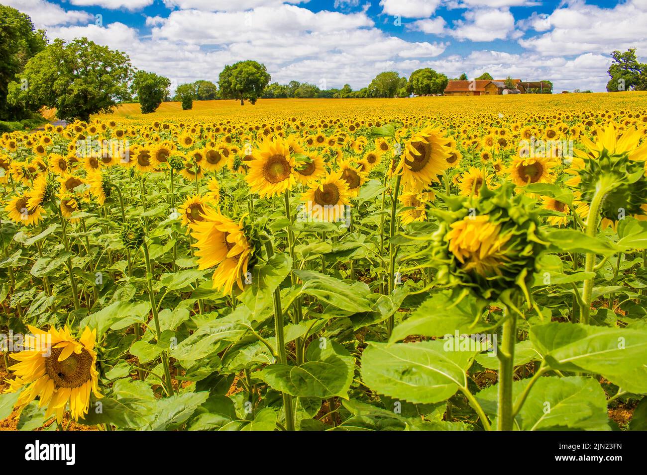 Ein Sonnenblumenfeld aus Boussac - Boussac ist eine Gemeinde im Département Creuse in der Region Nouvelle-Aquitaine in Zentralfrankreich. Stockfoto