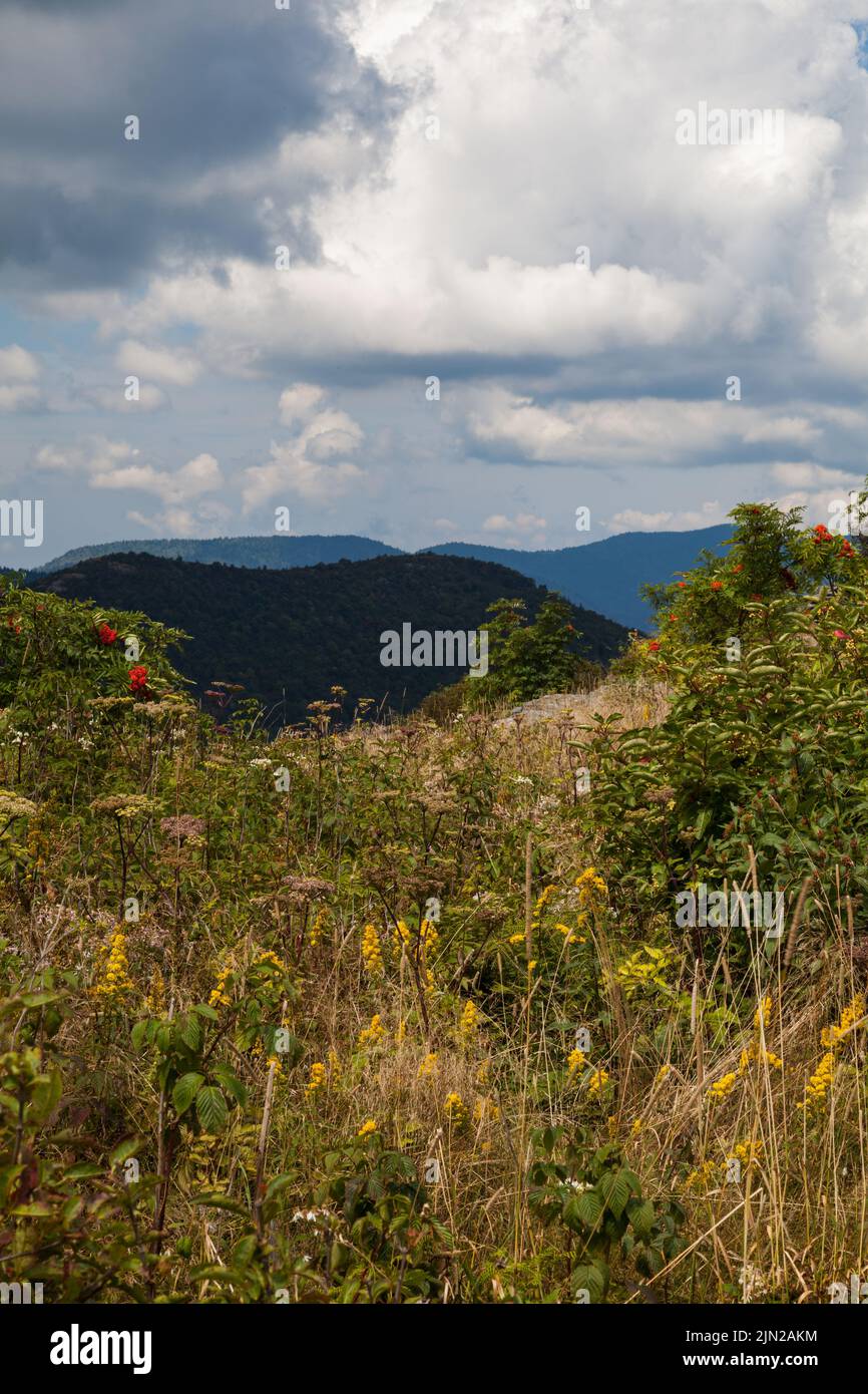 Black Balsam und Graveyard Fields Bereich auf dem Blue Ridge Parkway in der Nähe von Asheville, NC Stockfoto