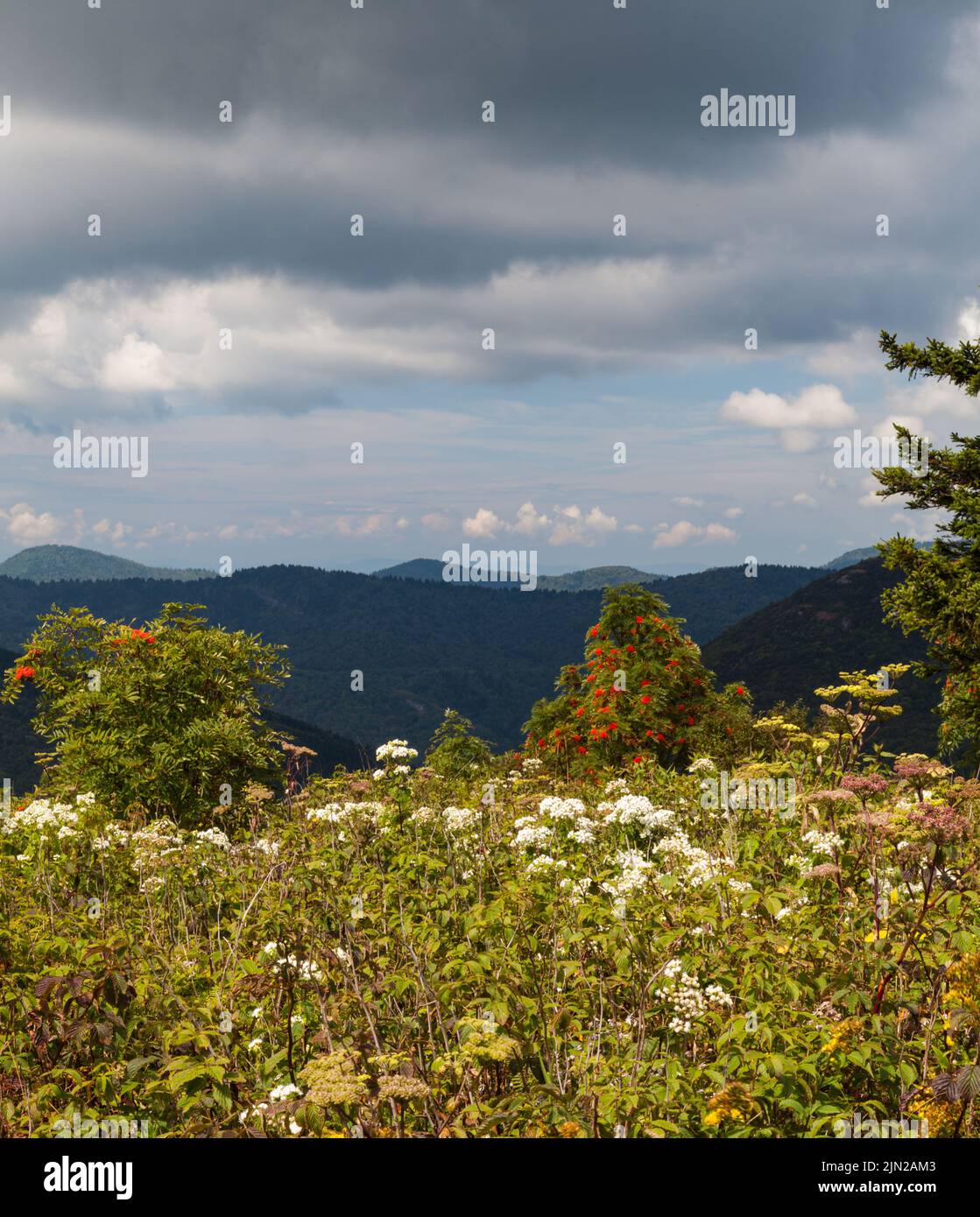 Black Balsam und Graveyard Fields Bereich auf dem Blue Ridge Parkway in der Nähe von Asheville, NC Stockfoto