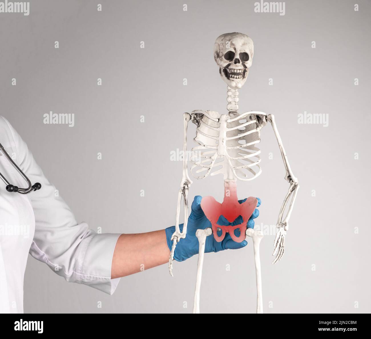 Arzt hält Skelett mit rotem Becken. Beckenschmerzen im Fortpflanzungs-, Urin- oder Verdauungssystem oder durch Muskeln und Bänder. Skelettsystem anat Stockfoto Arzt hält Skelett mit rotem Becken. Beckenschmerzen im Fortpflanzungs-, Urin- oder Verdauungssystem oder durch Muskeln und Bänder. Skelettsystem anat Stockfoto