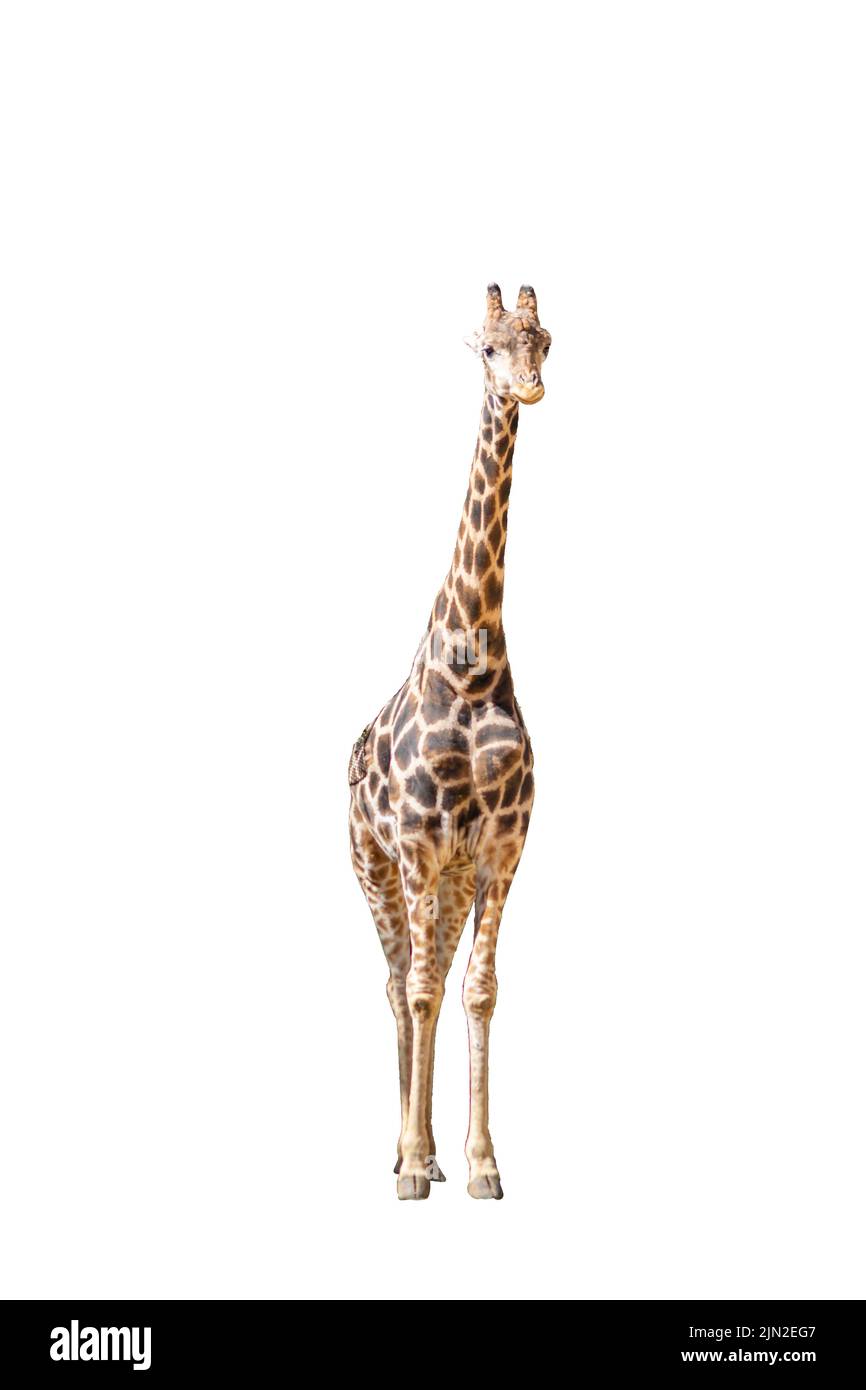 Einzelne Giraffenbilder für Muster und Drucke. Afrikanische Tierkunstwerke. Giraffenlogo oder -Stempel. Tiergrafik. Stockfoto