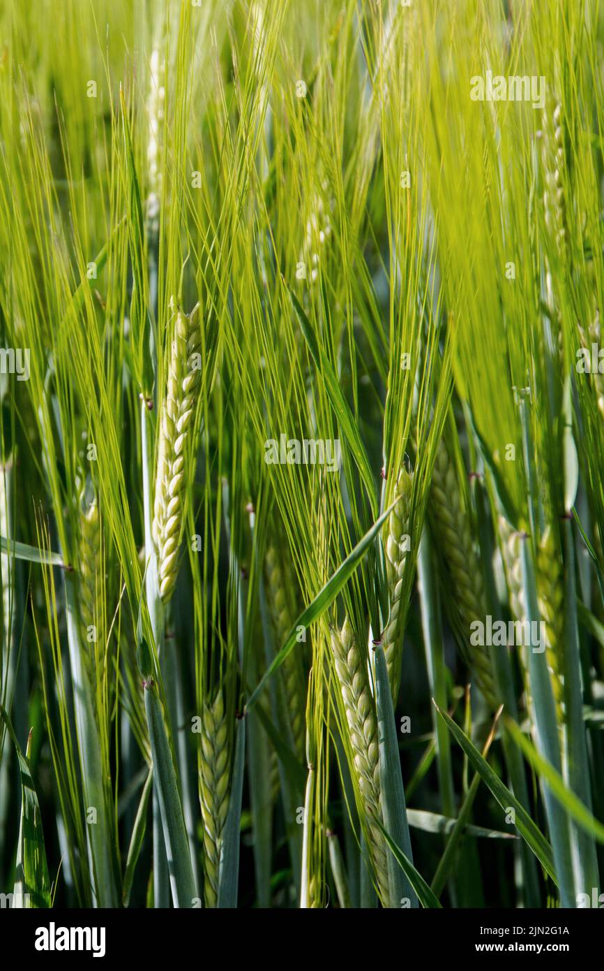 Weizen berührt und wächst in einem East Hertfordshire Feld, bereit für seine Juli Ernte Stockfoto