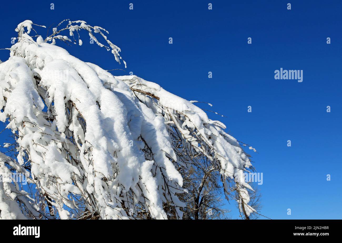 Frischer Schnee bedeckt Zweig am blauen Himmel - Montana Stockfoto