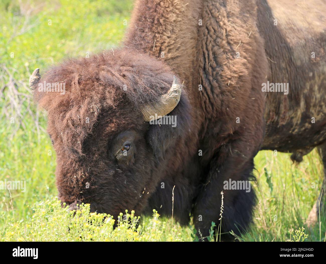 Buffalo hinter Blumen - North Dakota Stockfoto