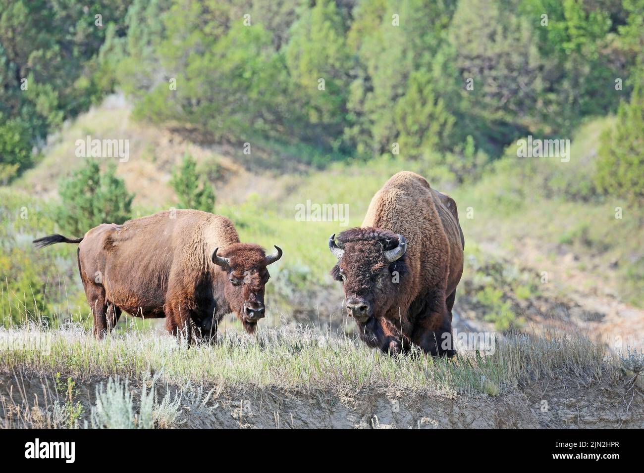 Buffalo Couple - North Dakota Stockfoto