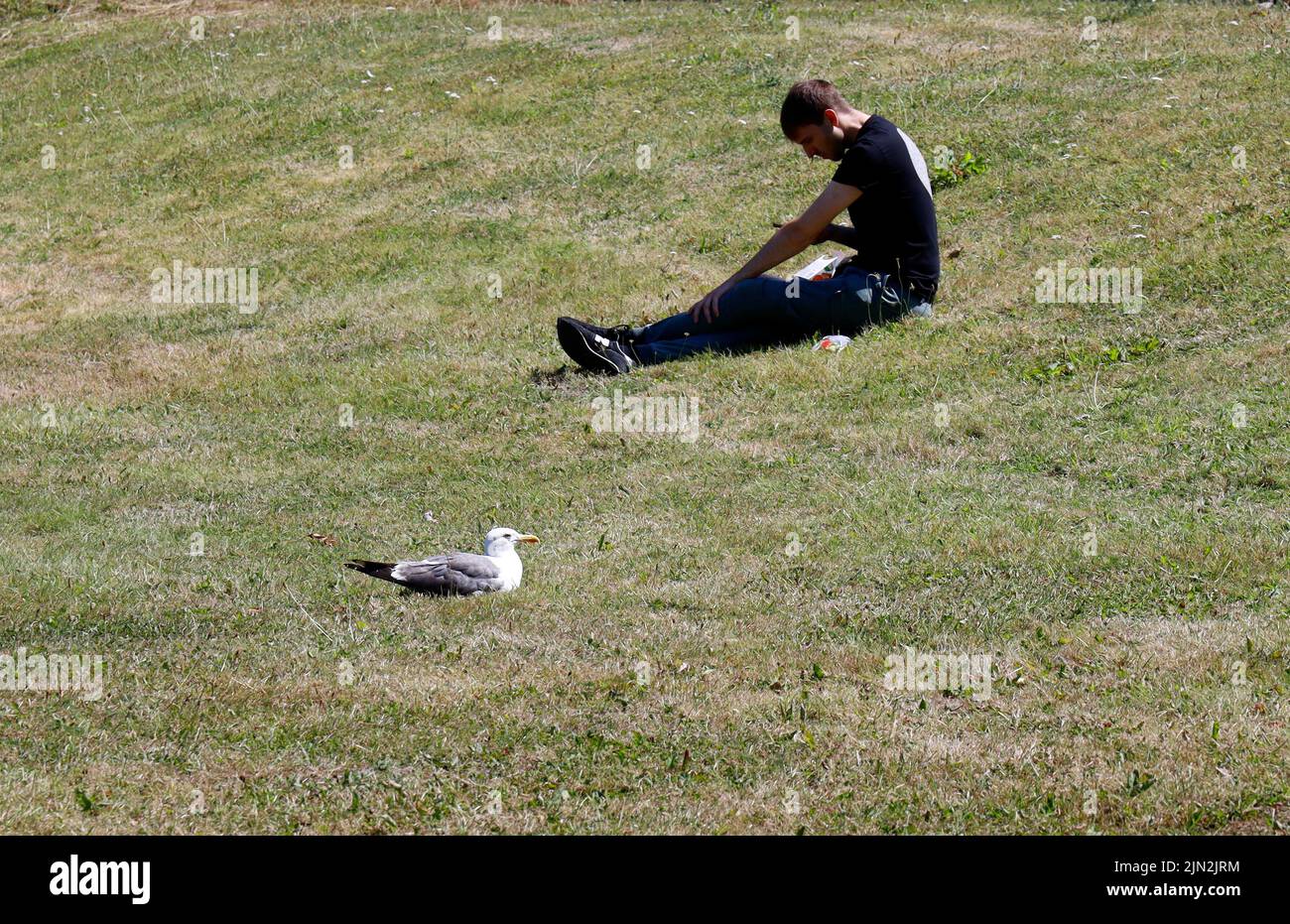 Amüsant scheinbare Partnerschaft zwischen jungen Männchen und einer Möwe, beide sitzen auf dem Gras. Sommer 2022. August Stockfoto