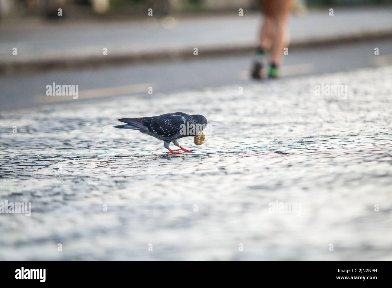 Taube mit einem Stück Brot im Freien in Rio de Janeiro. Stockfoto