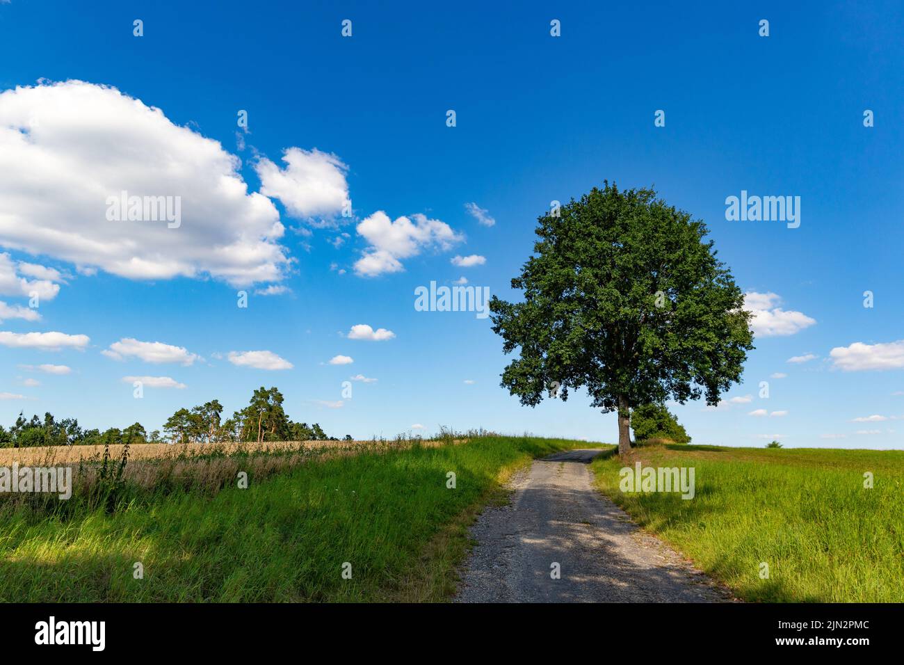 Eiche mit grünem Laub gegen den blauen Himmel und grünes Gras, Sommerlandschaft. Stockfoto