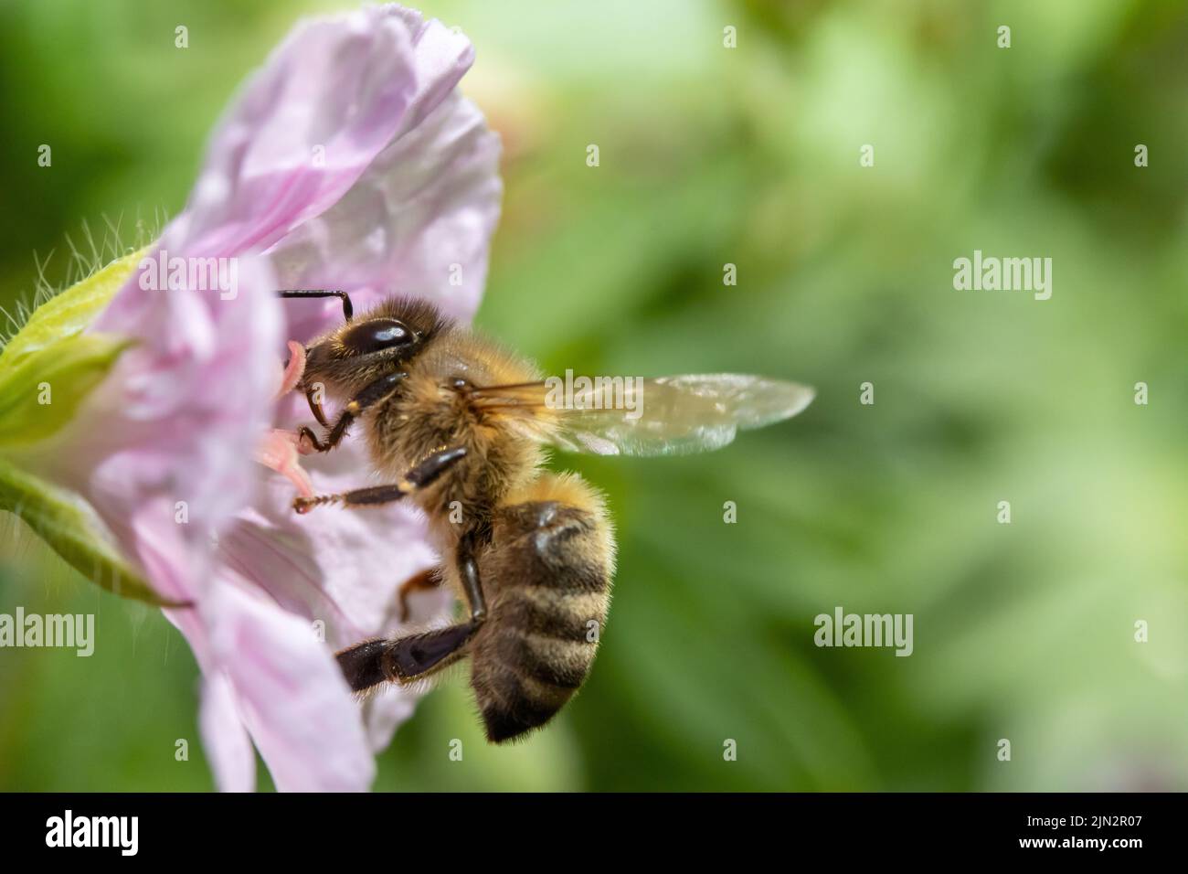 Bienen bestäuben eine Blume, Makroansicht. Stockfoto