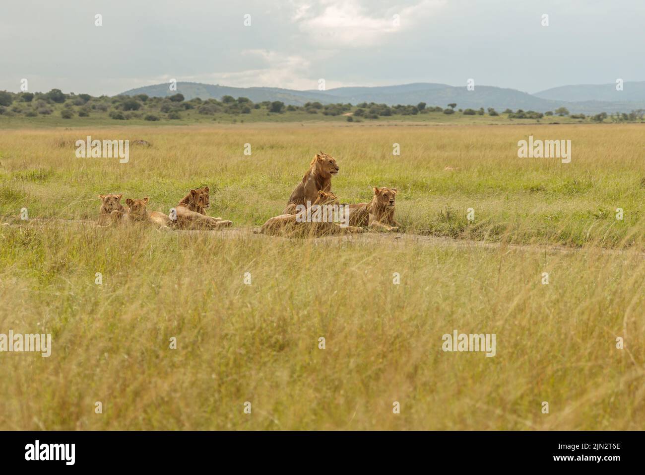 Pumas liegen auf dem Feld und ruhen sich vor der Jagd aus Stockfoto
