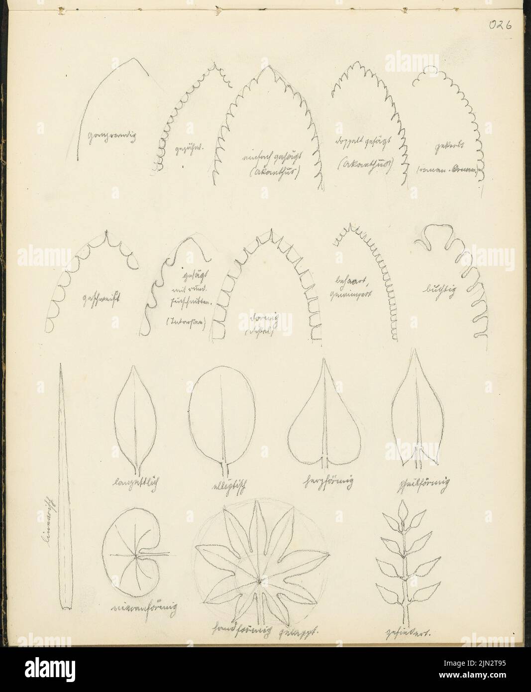 Skizzenbuch 4: Ornament- und Architekturstudien, ganzer Rand, gezackt, einfach gesägt (Acanthus), doppelt gesägt (Acanthus), ge […] Eift, gesägt mit runden […] (Intarsie) Stockfoto