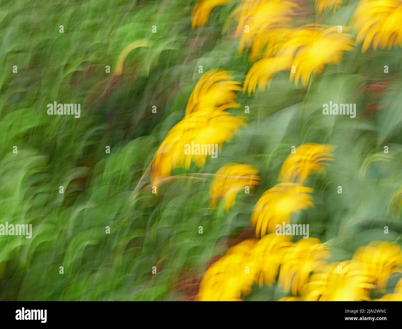 Verschwommene oder verschwommene gelbe Blumen, abstrakt und bunt für einen Hintergrund oder ein abstraktes Muster oder eine Textur. Stockfoto