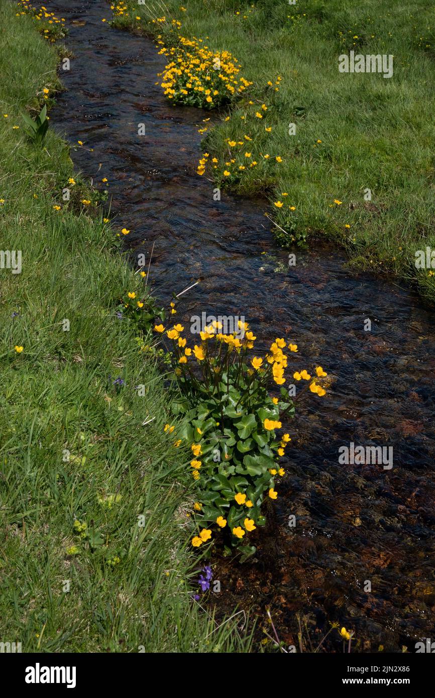 Marsh-Ringelblume mit gelben Blüten in einem grasbewachsenen Feld entlang eines ruhig fließenden Gebirgsbaches Stockfoto