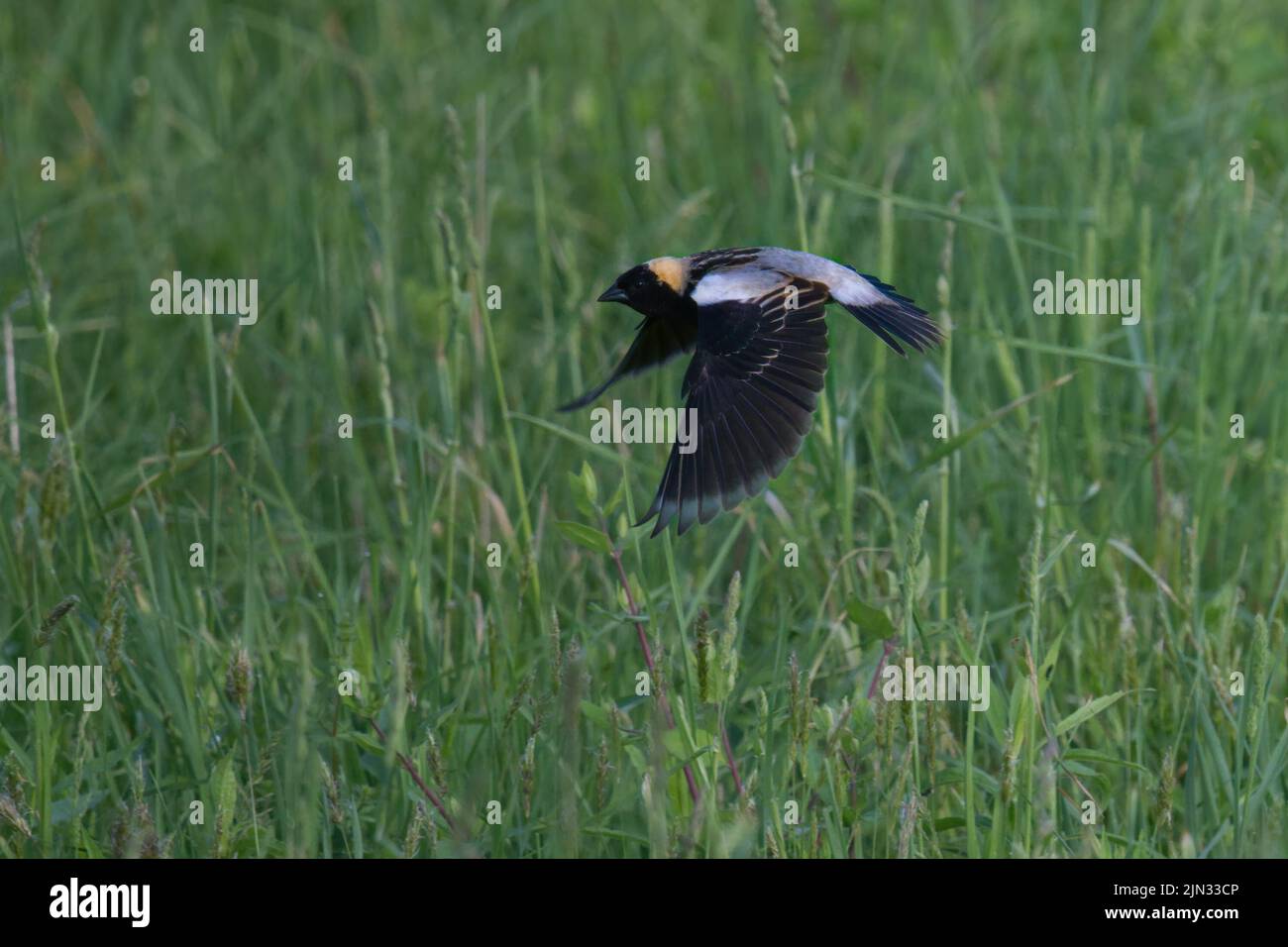 Bobolink fliegt über Feld • Lindsay-Parson's Preserve, W Danby, NY • 2022 Stockfoto