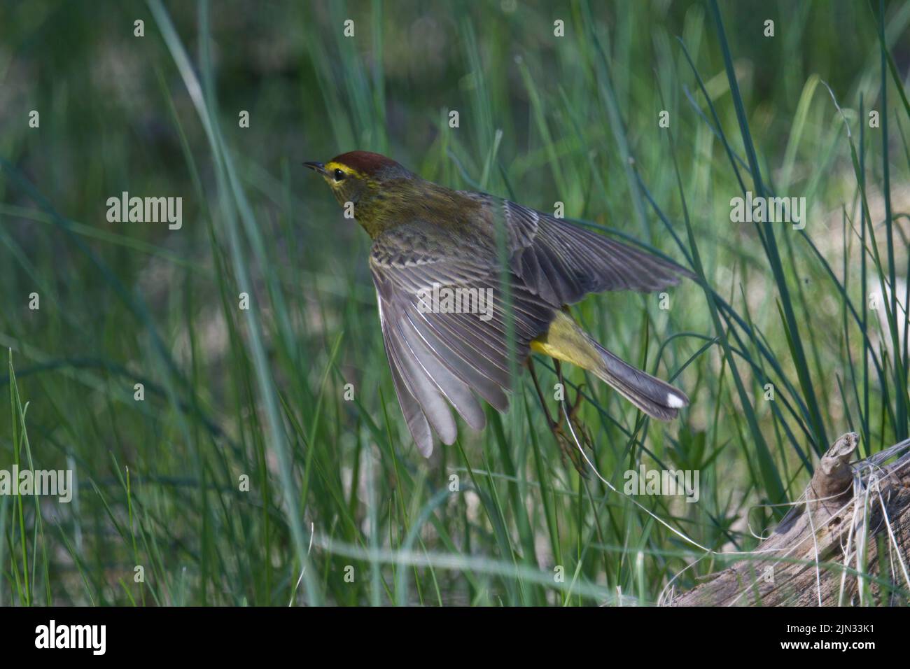 Palm Warbler Zucht Männchen fliegt durch hohes Gras • South Spring Pool, Montezuma NWR, NY • 2022 Stockfoto