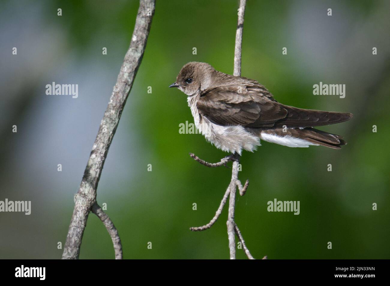 Bank Swallow with Feathers flauffed • Howland Island, Montezuma NWR, NY • 2022 Stockfoto