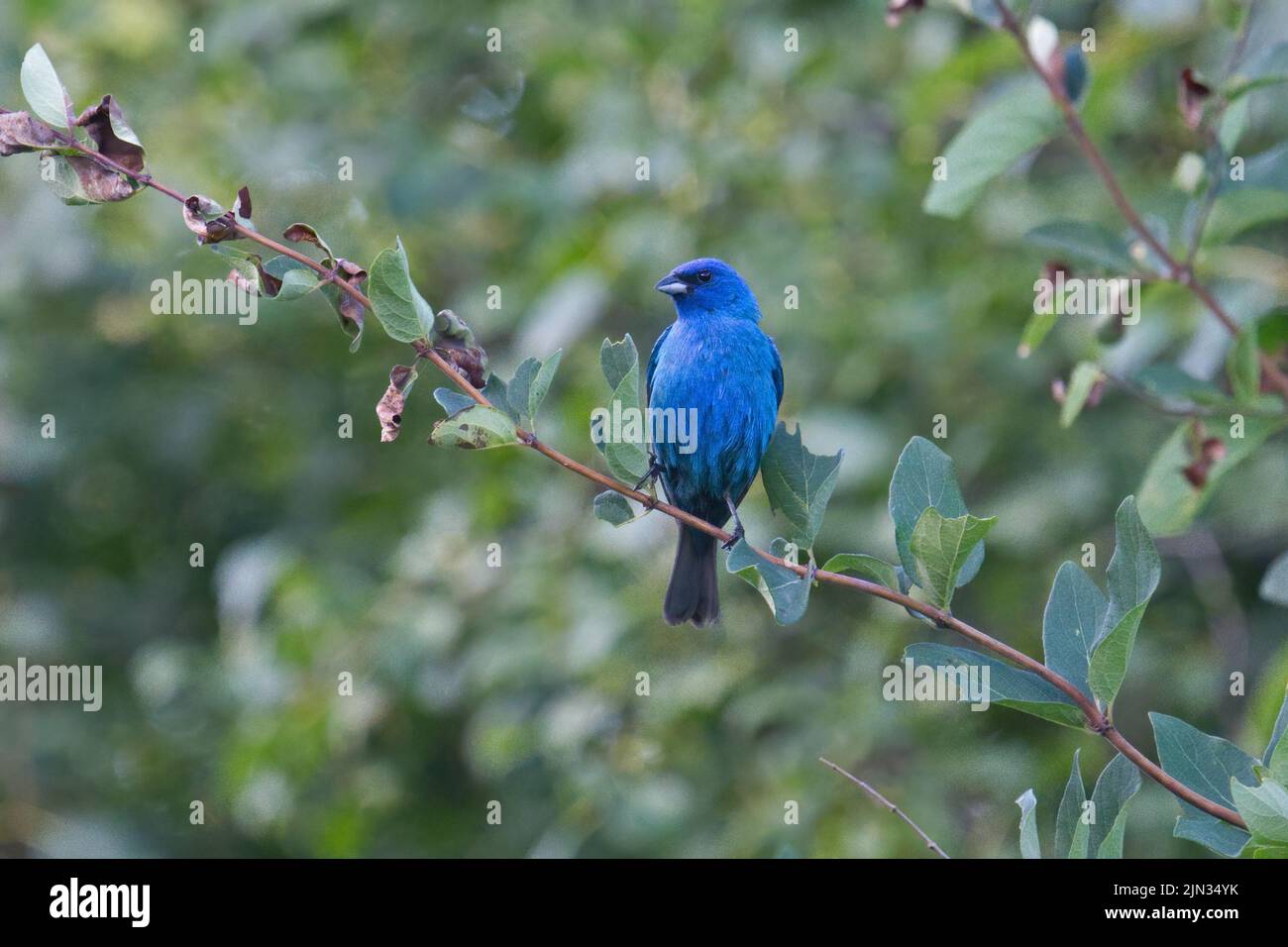 Indigo Bunting züchtet Rüde auf belaubtem Zweig • Clark Reservation State Park, Jamesville NY • 2022 Stockfoto