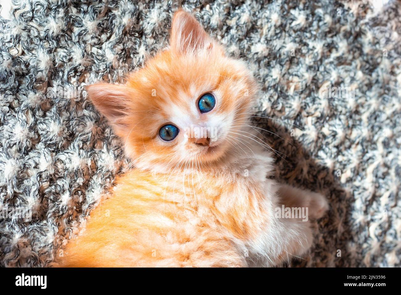 Ein kleines rotes Kätzchen mit blauen Augen sieht neugierig aus. Niedliches Haustier. Stockfoto