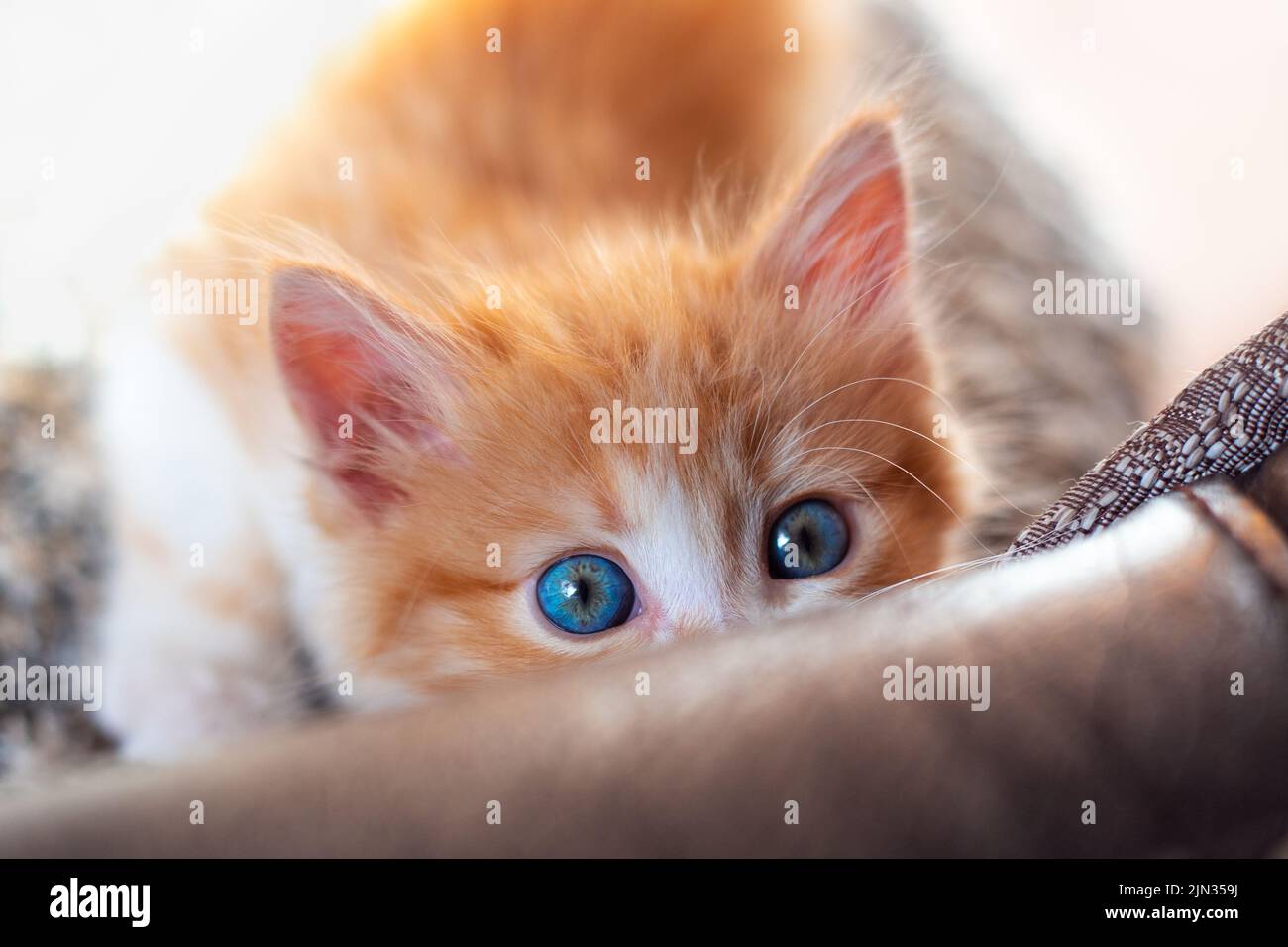 Ein kleines niedliches rotes Kätzchen mit blauen Augen blickt hinter dem Sofa hervor. Ausbildung von Haustieren. Stockfoto