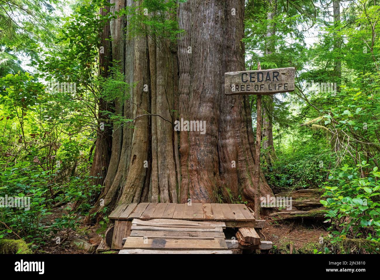 Der 1500 Jahre alte Western Cedar Tree (Thuja plicata), bekannt als Baum des Lebens auf einem großen Baumweg, Meares Island, British Columbia, Kanada. Stockfoto