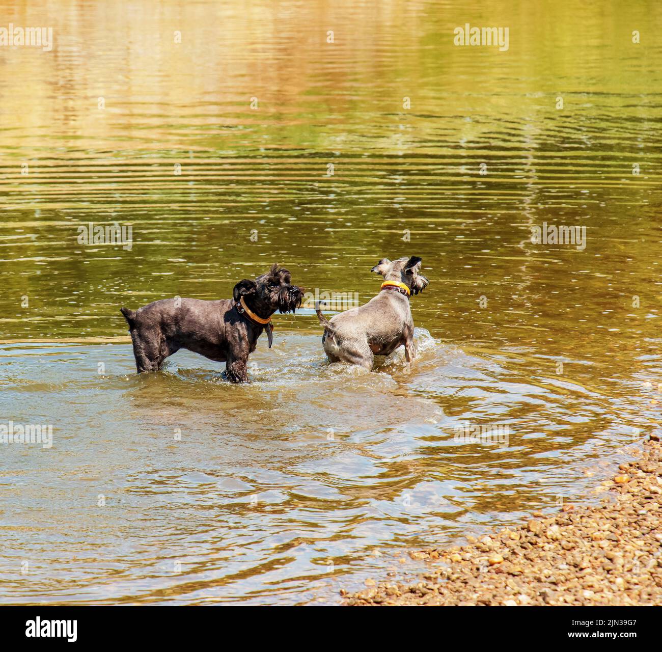 Zwei niedliche schwarze Schnauzer tummeln sich am Flussufer im Wasser. Stockfoto