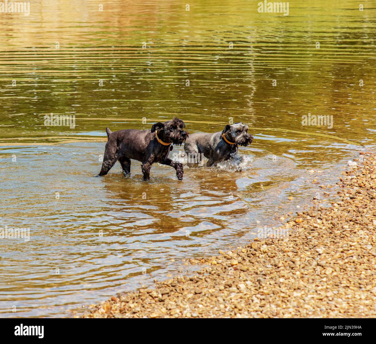 Zwei niedliche schwarze Schnauzer tummeln sich am Flussufer im Wasser. Stockfoto