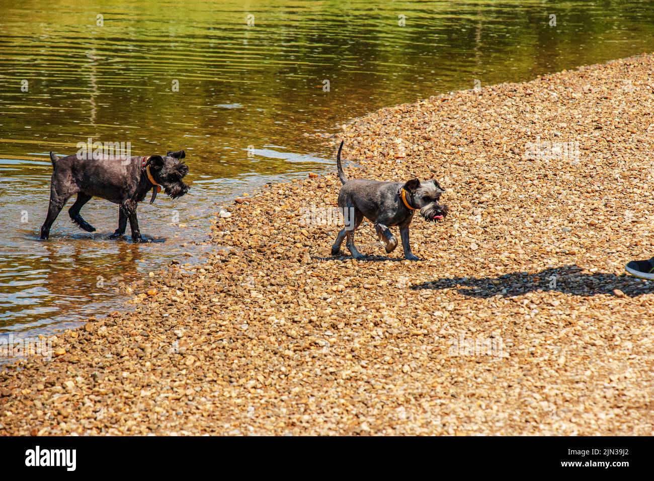 Zwei niedliche schwarze Schnauzer tummeln sich am Flussufer im Wasser. Stockfoto