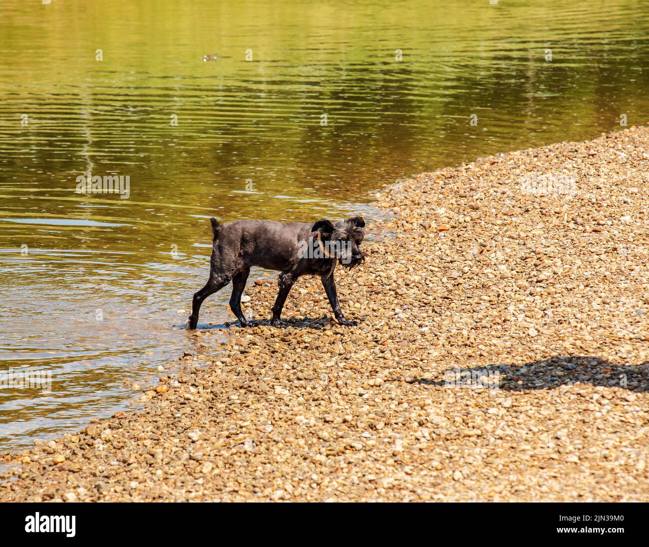 Ein süßer schwarzer Schnauzer froren am Flussufer. Stockfoto