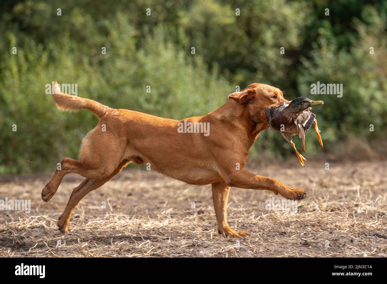 labrador Retriever trägt eine Schussente Stockfoto